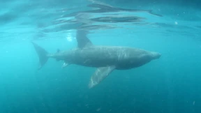 Riesenhai in dänischen Gewässern gesichtet