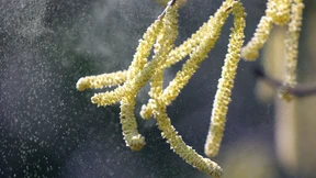 Für Pollenallergiker beginnt die Leidenszeit