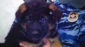 Moskau will Polizeihund nach Paris schicken 