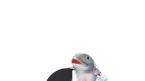 Ein Hauch von Plüsch