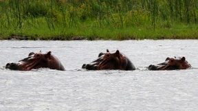 Sambia plant den Abschuss von 2000 Nilpferden