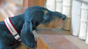 Ein Leben ohne Dackel ist möglich, aber sinnlos