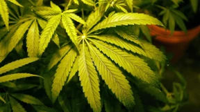 Biden will Marihuana-Regeln lockern