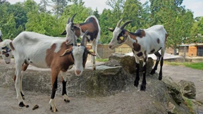 Tauernschecken jetzt in der Fasanierie