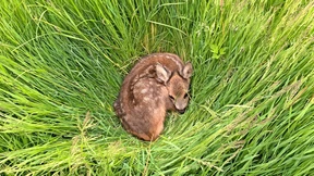 So rettet man Rehkitze