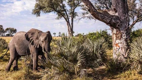 Wo ist hier ein Leopard?