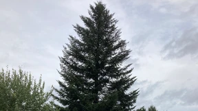 Eine märchenhafte Tanne für den Römerberg