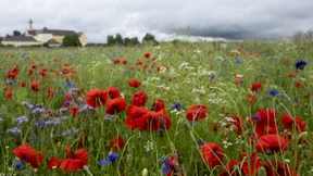 Nach Pfingsten wird es sonnig und heiß