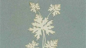 Der Anblick schöner Blumen heilt jeden Schmerz