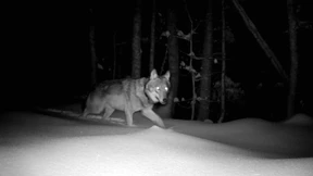 Wann dürfen Wölfe nun gejagt werden?