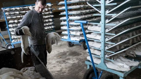 Warum Millionen Nerze schnell getötet werden müssen