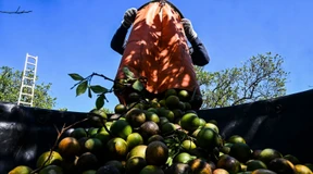 Orangensaftkonzentrat wird rund um die Welt knapp