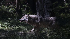 Von Wölfen und von Netz-Problemen