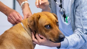 Was eine Professorin für Tiermedizin verdient