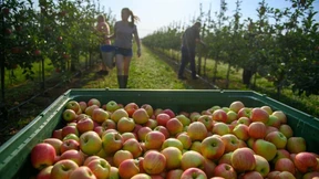Maue Apfelernte treibt Preise für viele Produkte