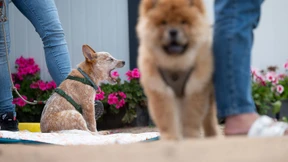 Aktie von Zooplus legt deutlich zu