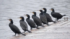 Kleiner Snack für Kormorane