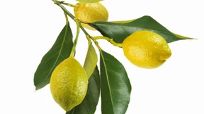 Wie riecht der Sommer?