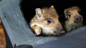 Familie zieht Wildschweine im Wohnzimmer groß