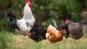 „Mehr Tierwohl kann es nicht umsonst geben“