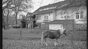 Wo die wilden Blüten wohnen