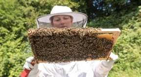 Viel Nachschub für Honigliebhaber
