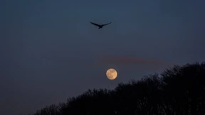 Viel Flugverkehr am Blocksberg