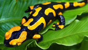 Bonn verwaltet die globale Artenvielfalt 