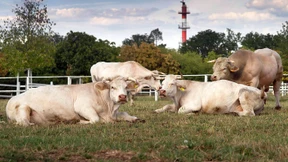Die Verrohung des Schlachtens
