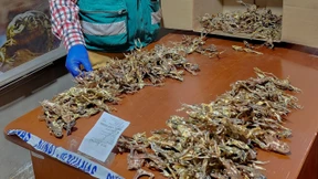 Wilderer in Peru bereichern sich mit seltenen Fröschen