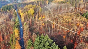 Trockenheit macht Bäumen zu schaffen