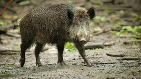 Afrikanische Schweinepest in Deutschland nachgewiesen