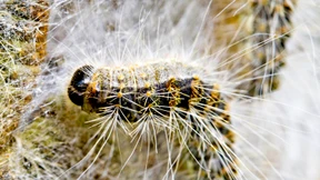 Londoner Restaurant tischt Insekten-Spezialitäten auf 