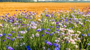 Ist das sechste Massenaussterben zu stoppen?