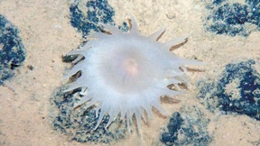 USA wollen Tiefseebergbau vorantreiben