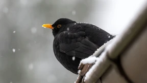 Warum noch in die Ferne schweifen?