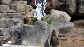 In Pappfigur verliebter Pinguin in Japan gestorben