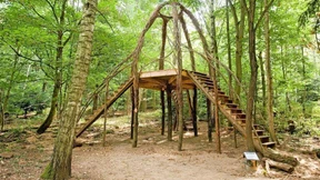 Waldkunst-Biennale trotz Baumfällungen