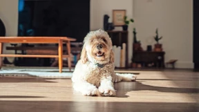 Probier’s mal mit Behaglichkeit