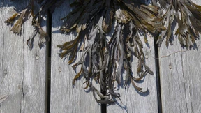 Die grünen Heilsbringer