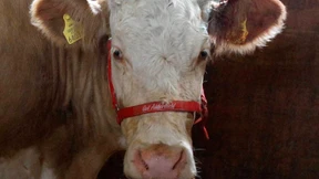 Ausreißerin Yvonne wird Hollywood-Star