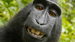 44 Prozent Glückseligkeit, Tendenz steigend