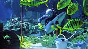 Im Haifischbecken braucht man Mut