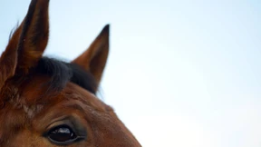 Verhaftung im Pferdefleischskandal