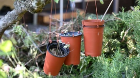 Im Kleingarten darf kein Cannabis angebaut werden