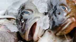 Dorschbestand in der Ostsee wird sich nicht mehr erholen