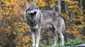 EU will Wolfsschäden vollständig erstatten