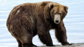 Braunbär „Jumbo Jet“ gewinnt die Abstimmung in Alaska