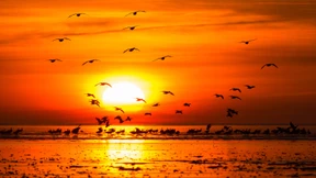 Watt fliegt denn da?