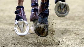 Jagd auf Tierquäler oder auf ein RTL-Phantom?